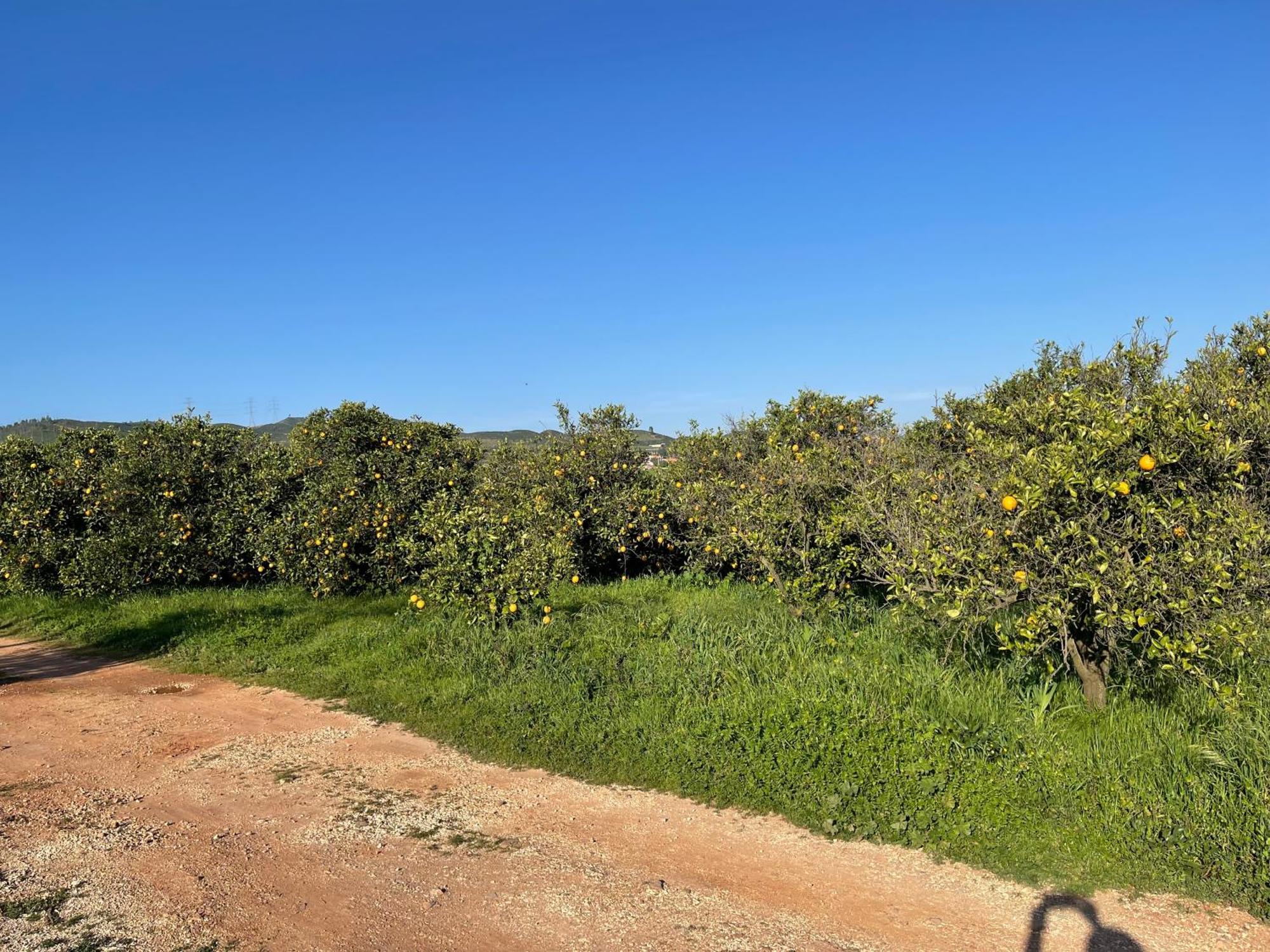 Orange Grove Residence Silves Exterior photo