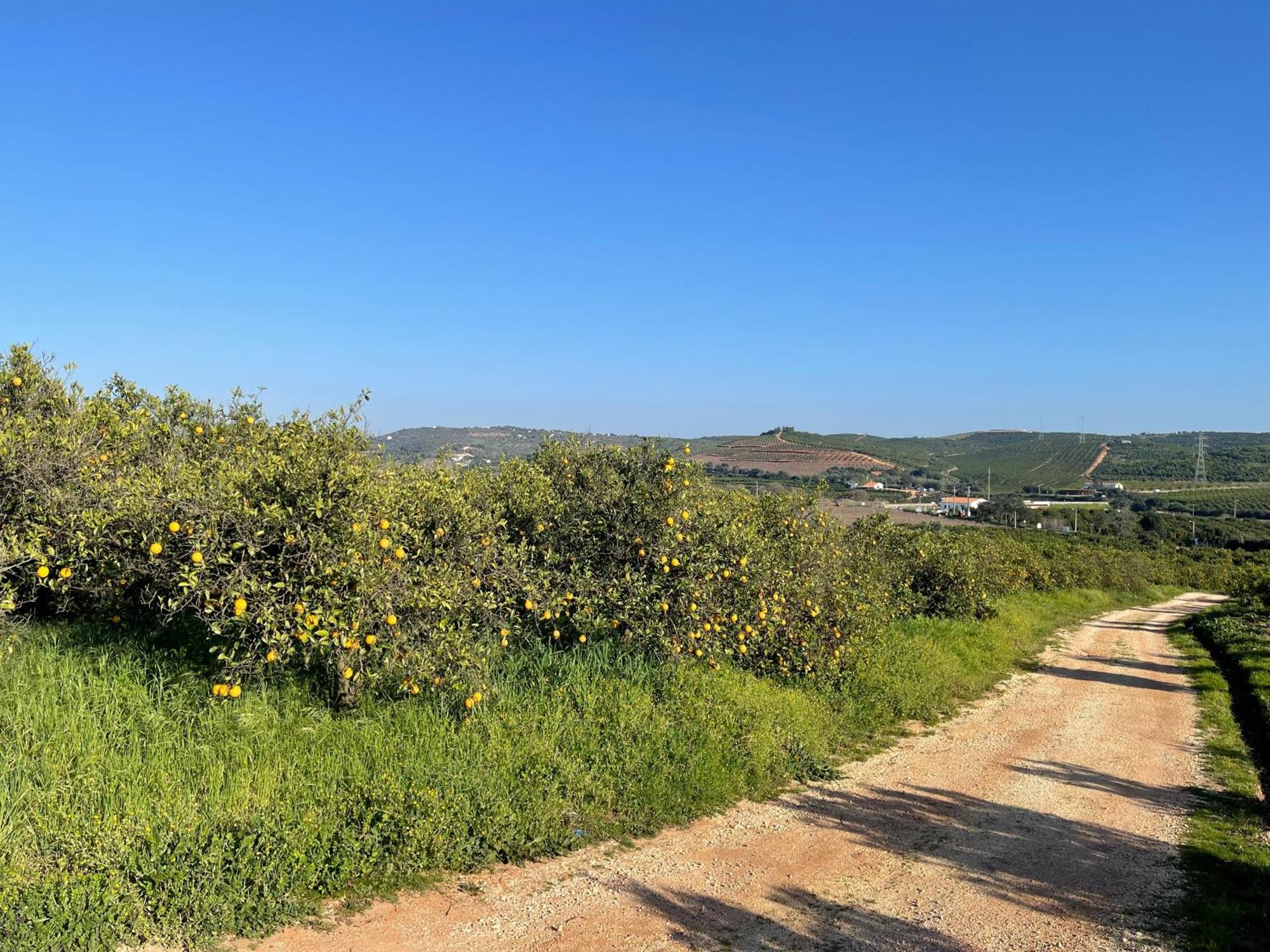 Orange Grove Residence Silves Exterior photo