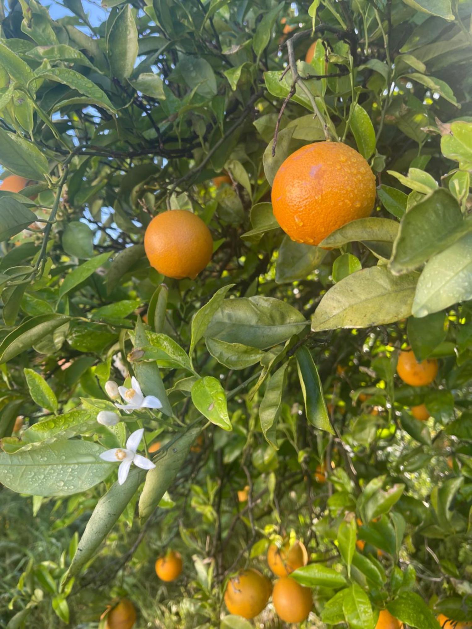 Orange Grove Residence Silves Exterior photo